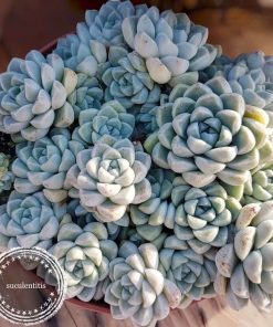 Echeveria Elegans 'albicans'