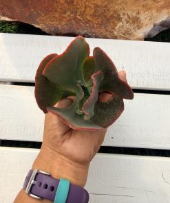 Echeveria 'Timajon'