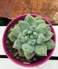 Pachyphytum 'Unicorn'
