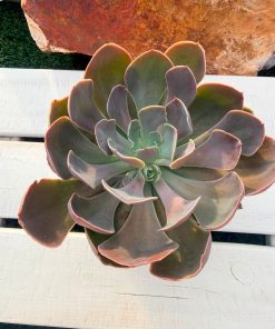 Echeveria 'Belen'