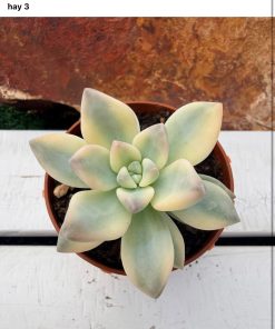 Graptoveria 'Ghosty' variegata