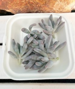 Pachyphytum Angel Finger
