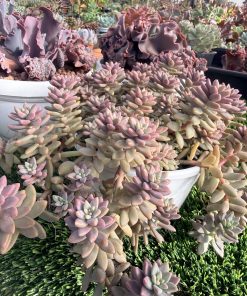Sedeveria Pink granite