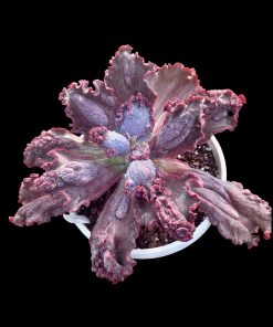 Echeveria Lava