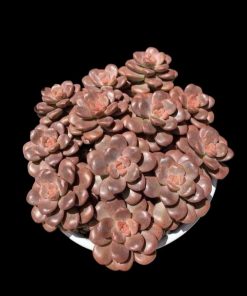 Graptosedum Adria Bubbaloo