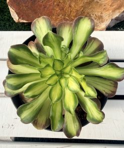 Aeonium 'Pink Witch Yellow Middle'